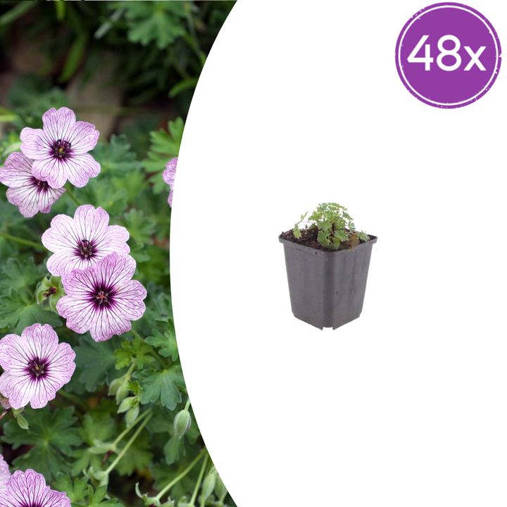 Small geranium 'Ballerina' with light pink flowers and dark purple centres in grey plastic pot, 48-pack quantity shown