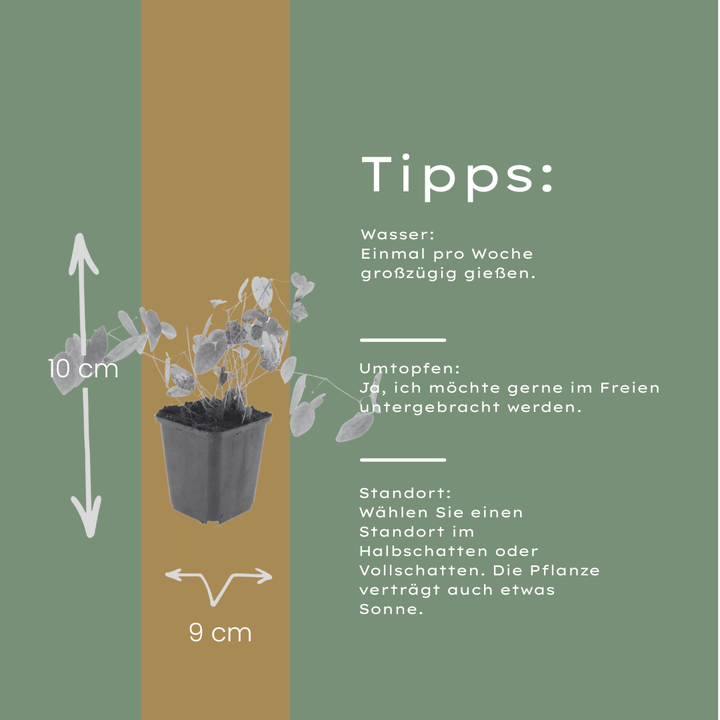 6x Epimedium y. 'Niveum' - ↕10-25cm - Ø9cm