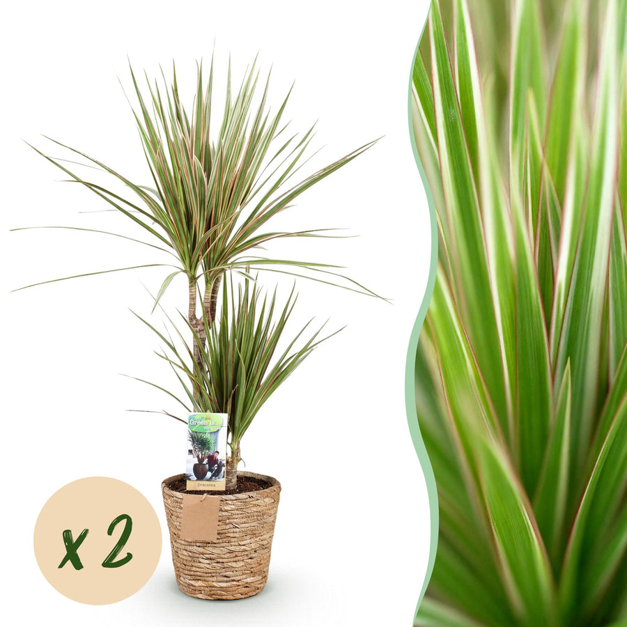 Dracaena Sunray with slim green and yellow striped leaves in a woven seagrass basket