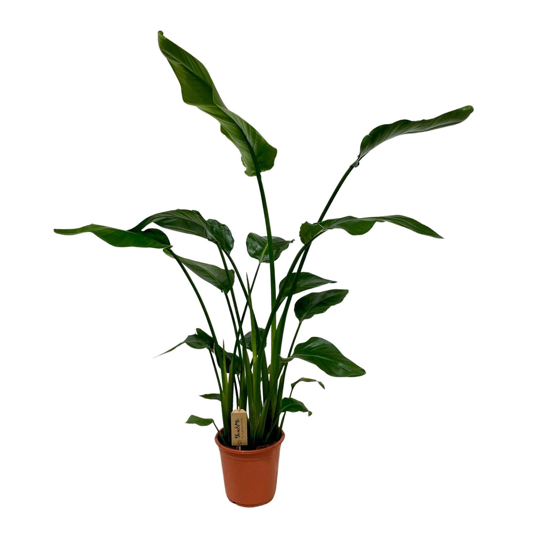 Strelitzia Nicolai 120cm — White Bird of Paradise in 21cm pot