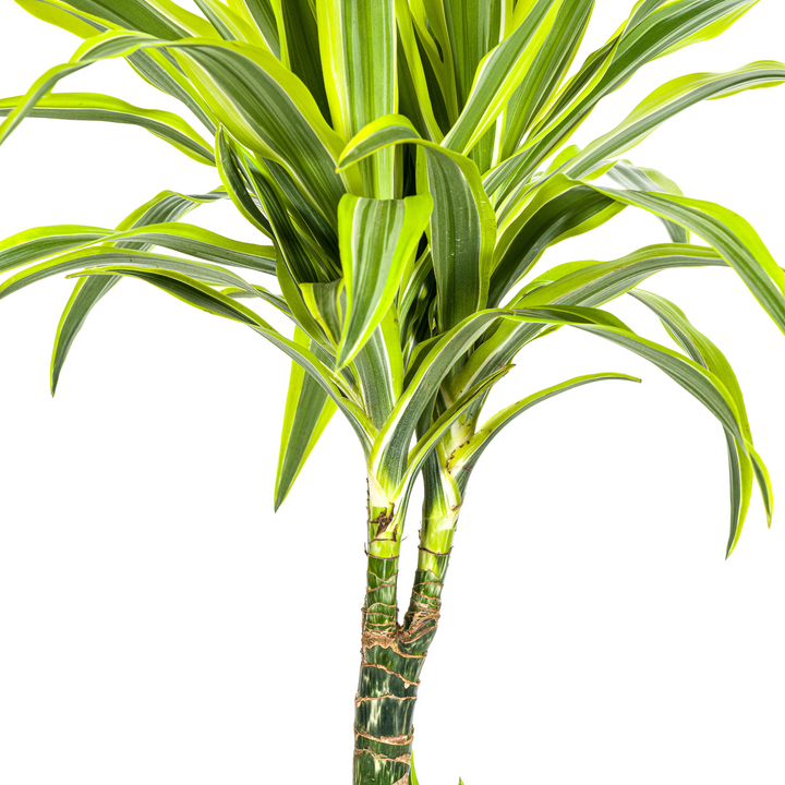 Dracaena Deremensis Lemon Lime 90-110cm — Dragon Tree in 21cm pot