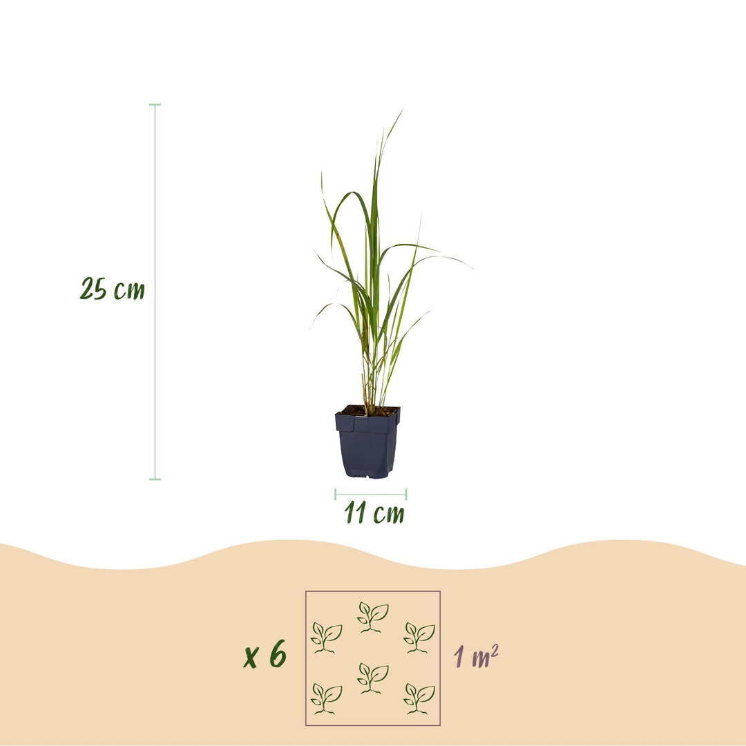 Pack of 24 Molinia arundinacea 'Karl Foerster' purple moor grass plants in 11cm pots - view 3