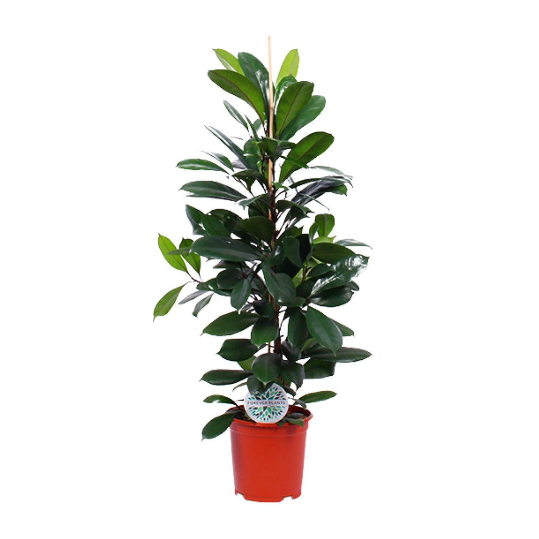Ficus Cyathistipula with glossy green oval leaves on upright stems in a red pot, 105cm tall