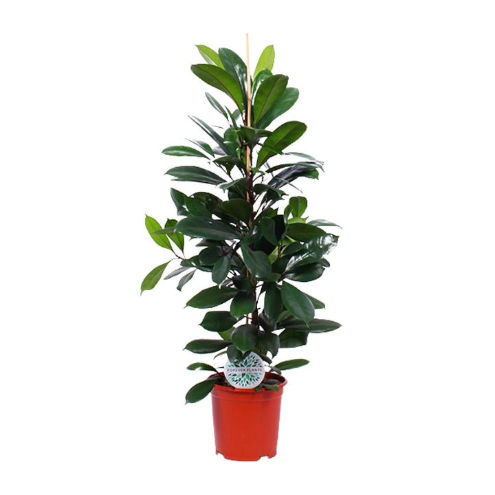 Ficus Cyathistipula with glossy green oval leaves on upright stems in a red pot, 105cm tall