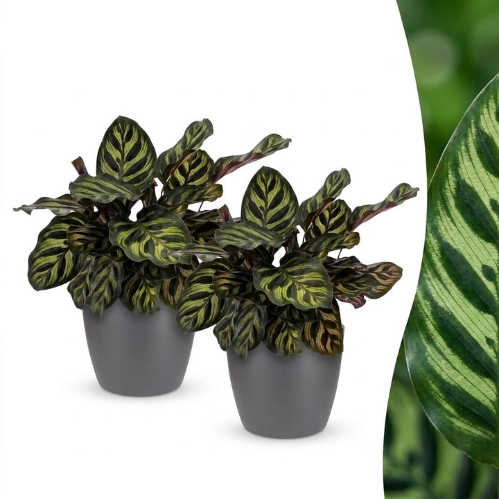 Peacock Plant with oval leaves feathered with dark green brushstrokes over purple undersides, set of 2 plants in a grey ceramic pot, about 25cm tall