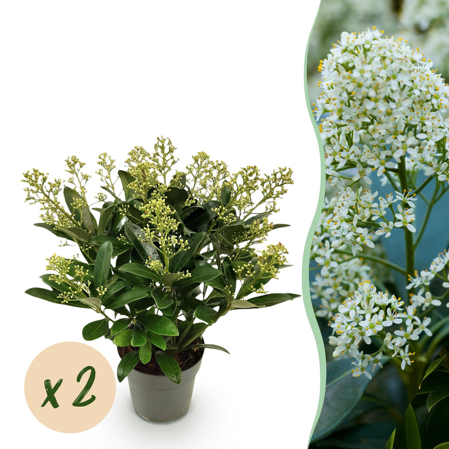 Pack of 2 Skimmia japonica 'Finchy' plants in 15cm pots, 30cm tall