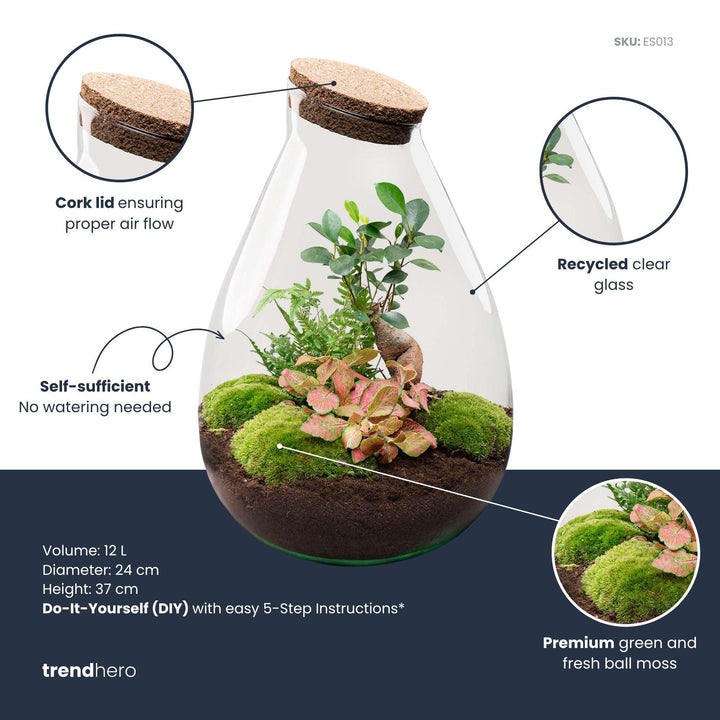 DIY terrarium Drop XL, 37 cm high with Ficus Ginseng bonsai and fittonia, image 3
