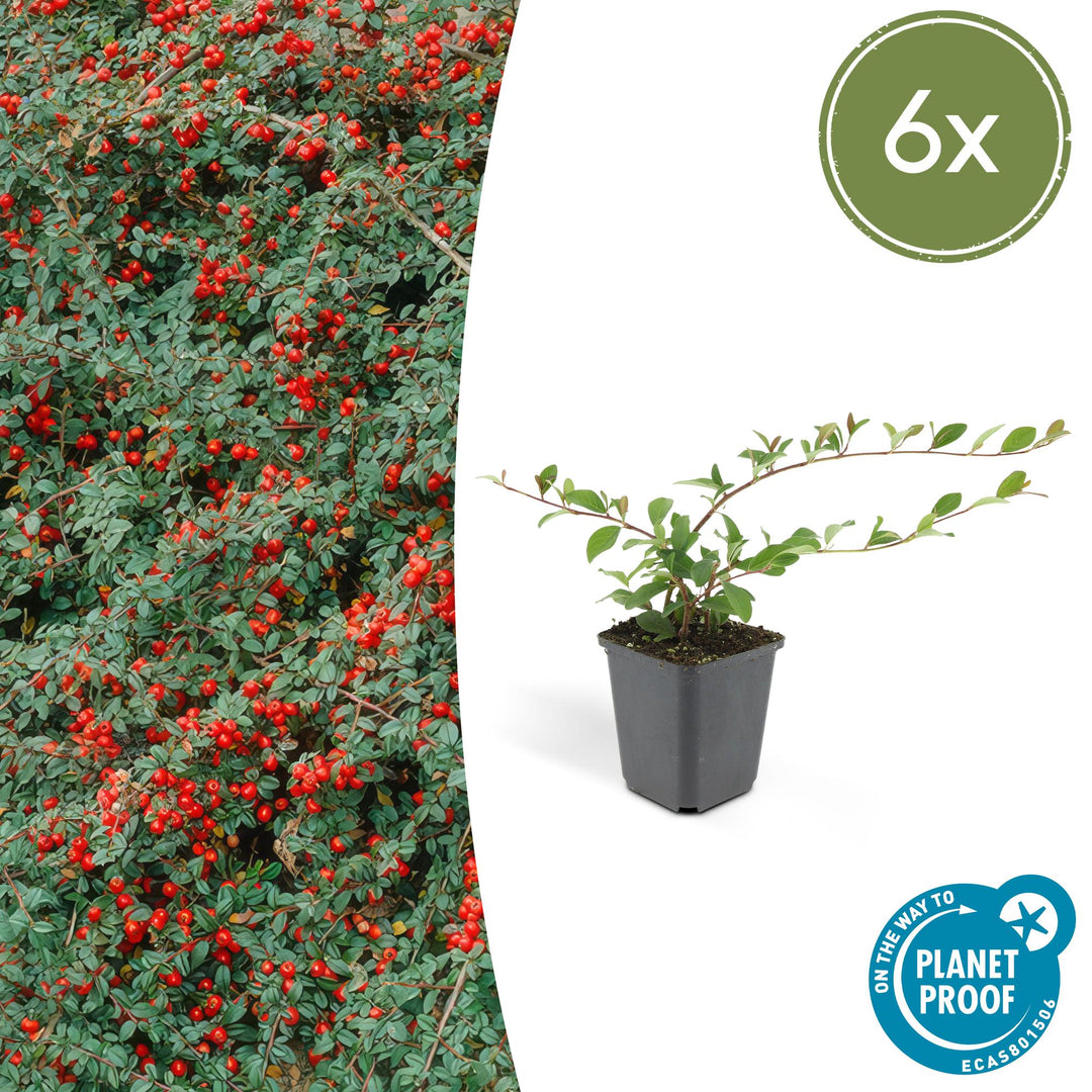Young cotoneaster dammeri with spreading stems and small green leaves in grey plastic pot, shown at 10-25cm height