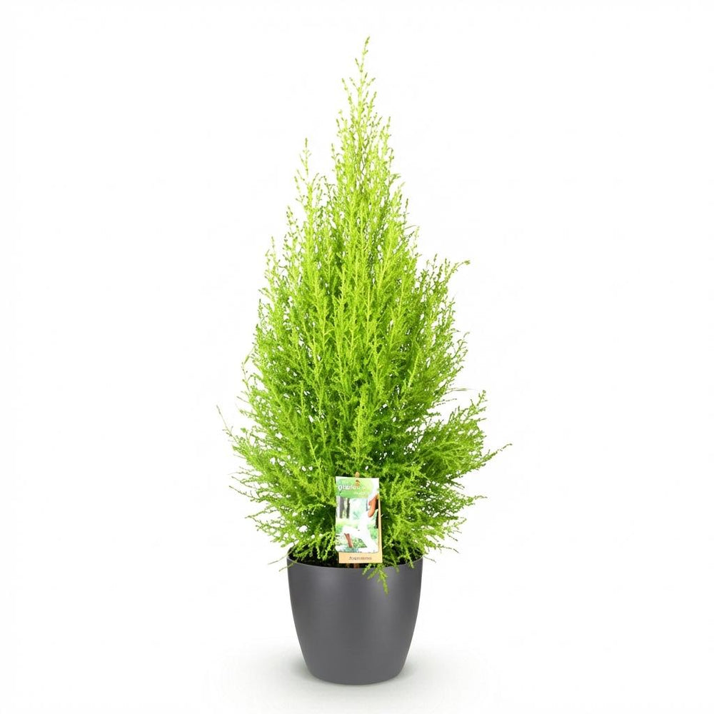 Cupressus 'Goldcrest Wilma' golden lemon-scented conifer, 21cm pot, 85-95cm, supplied with a grey potter - view 2