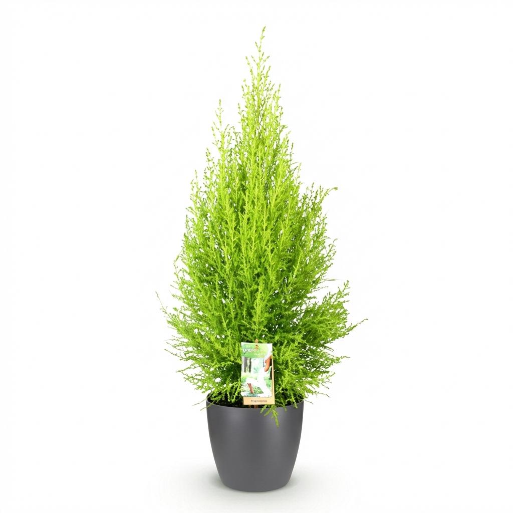 Cupressus 'Goldcrest Wilma' golden lemon-scented conifer, 21cm pot, 85-95cm, supplied with a grey potter - view 2