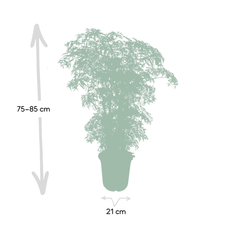 Polyscias Fruticosa (Aralia) - Ø21cm - ↕75cm styled in an Irish home interior