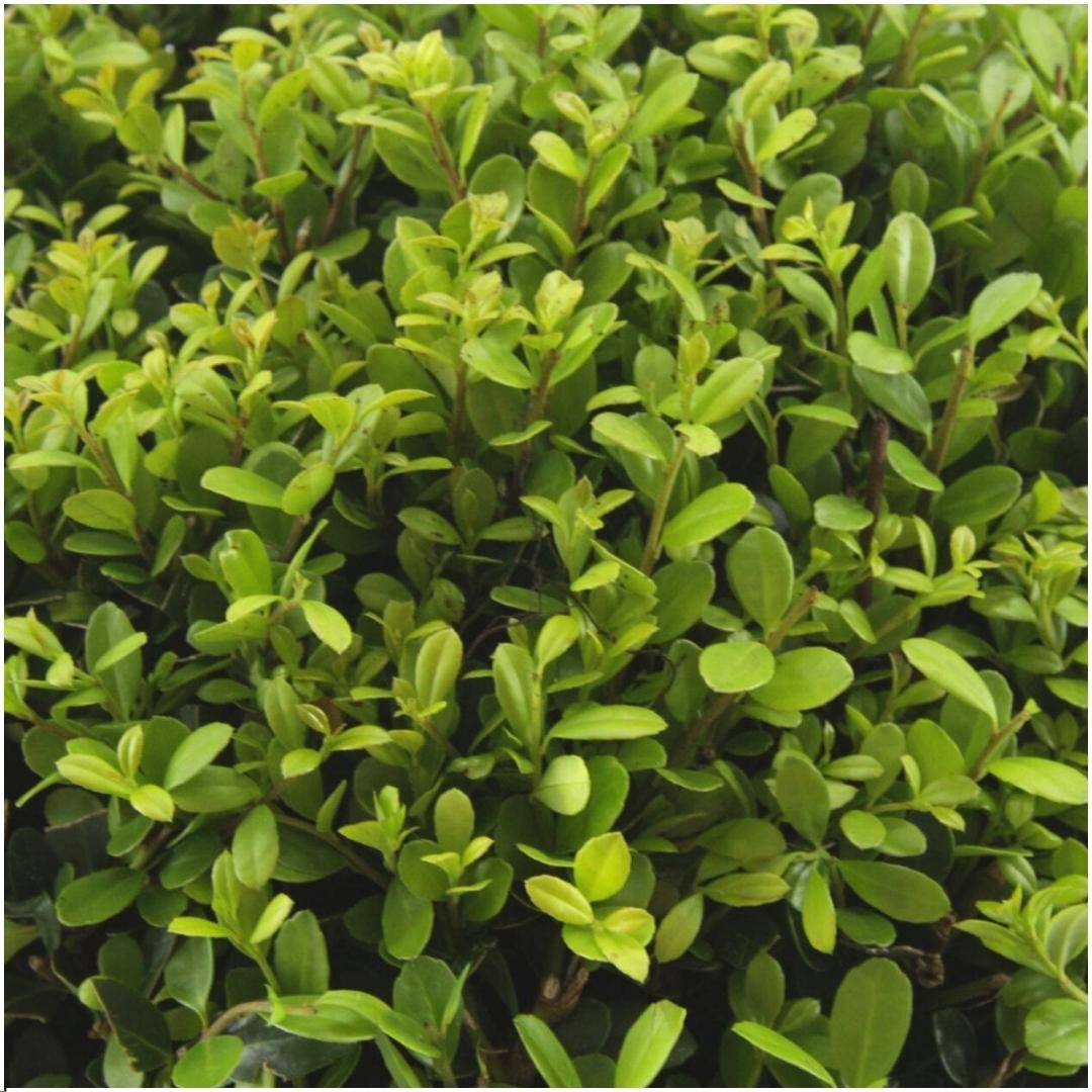 8 x 6 pack Ilex crenata 'Jenny' - Ø7 cm - ↕15 cm