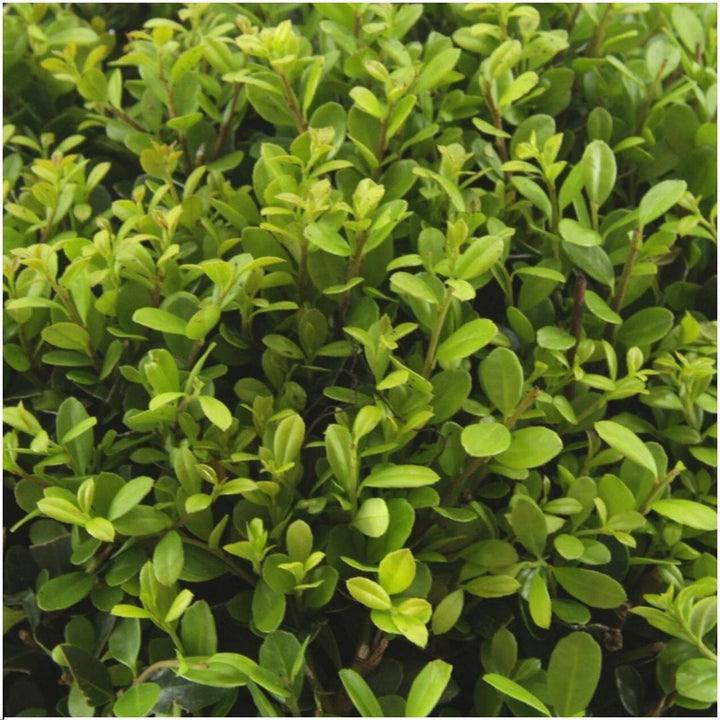 8 x 6 pack Ilex crenata 'Jenny' - Ø7 cm - ↕15 cm