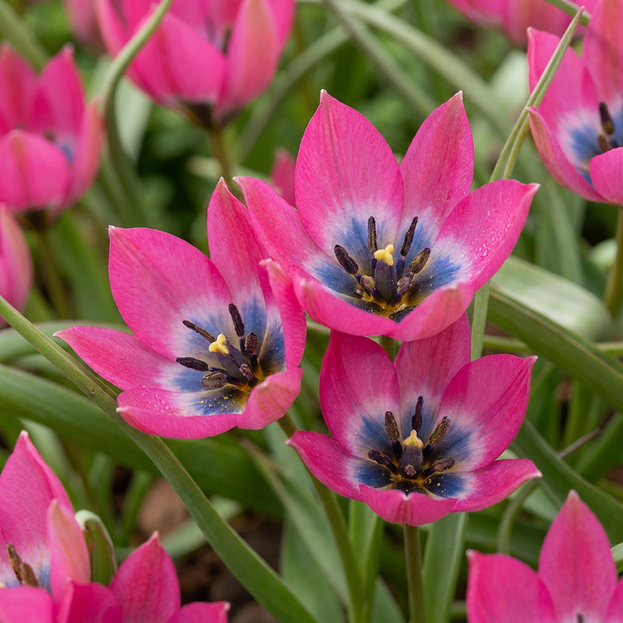 Tulipa 'Little Beauty' in flower, deep pink petals with a blue-and-white centre, 200-bulb pack for Irish gardens