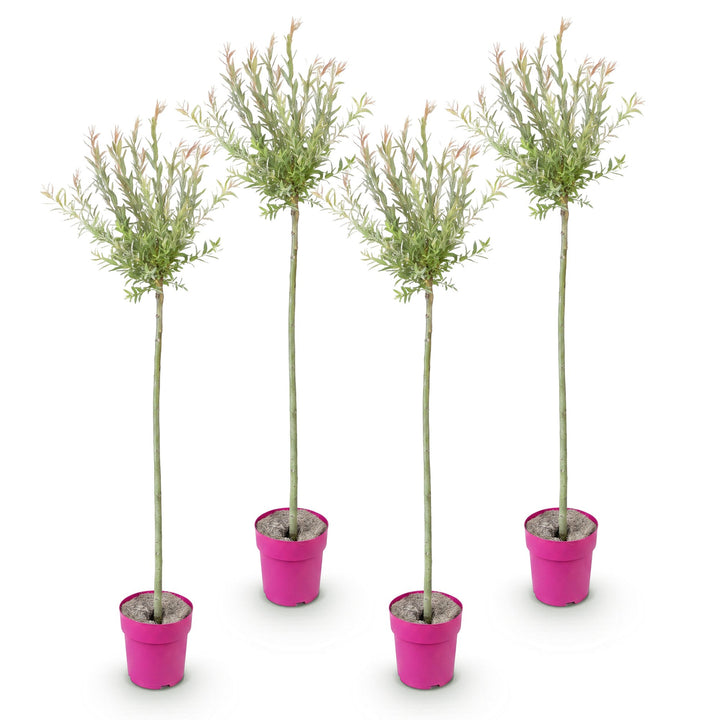 4x Salix integra 'Flamingo' Flamingo Willow in 23cm pots, 140-160cm - view 2
