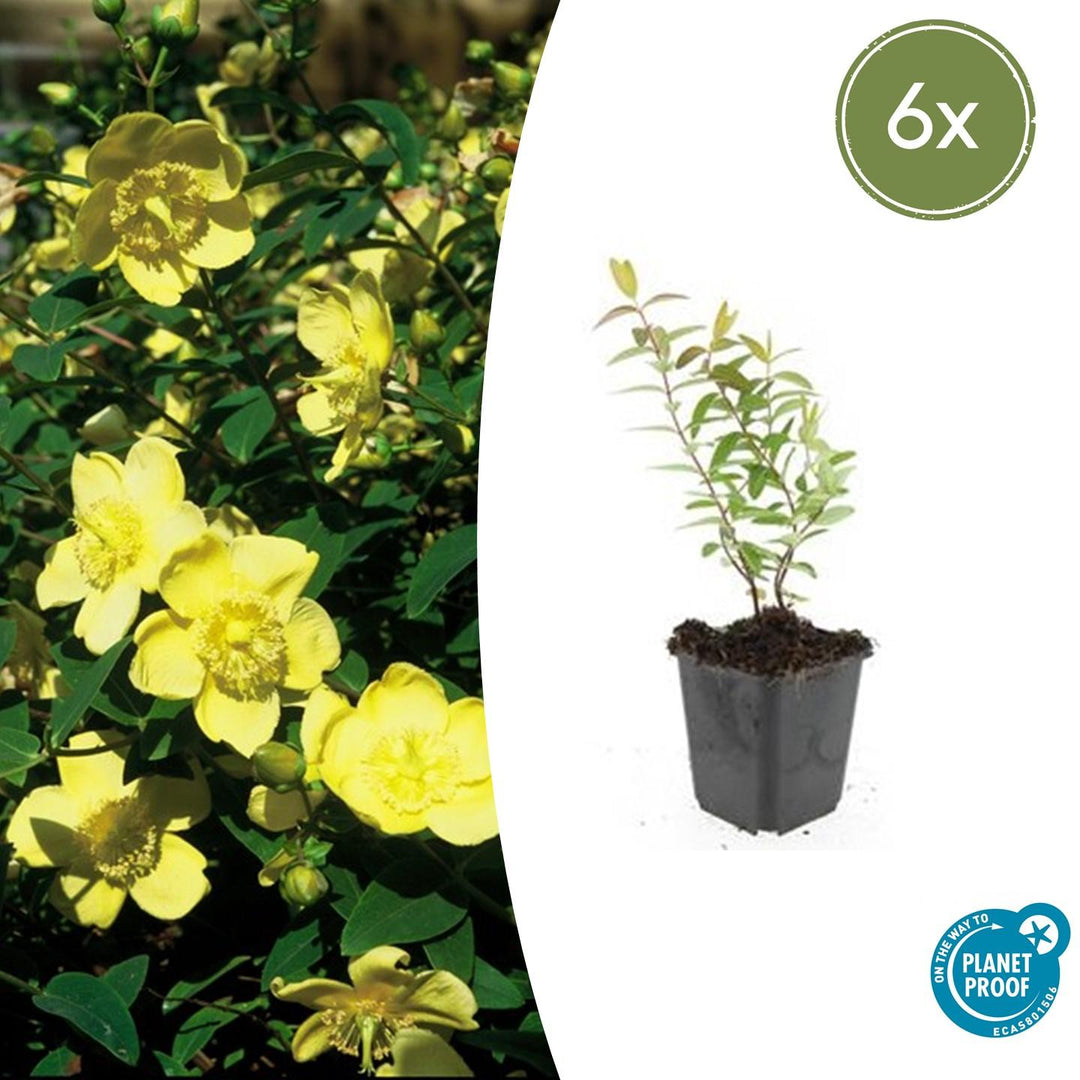 6x Hypericum 'Hidcote' - ↕10-25cm - Ø9cm