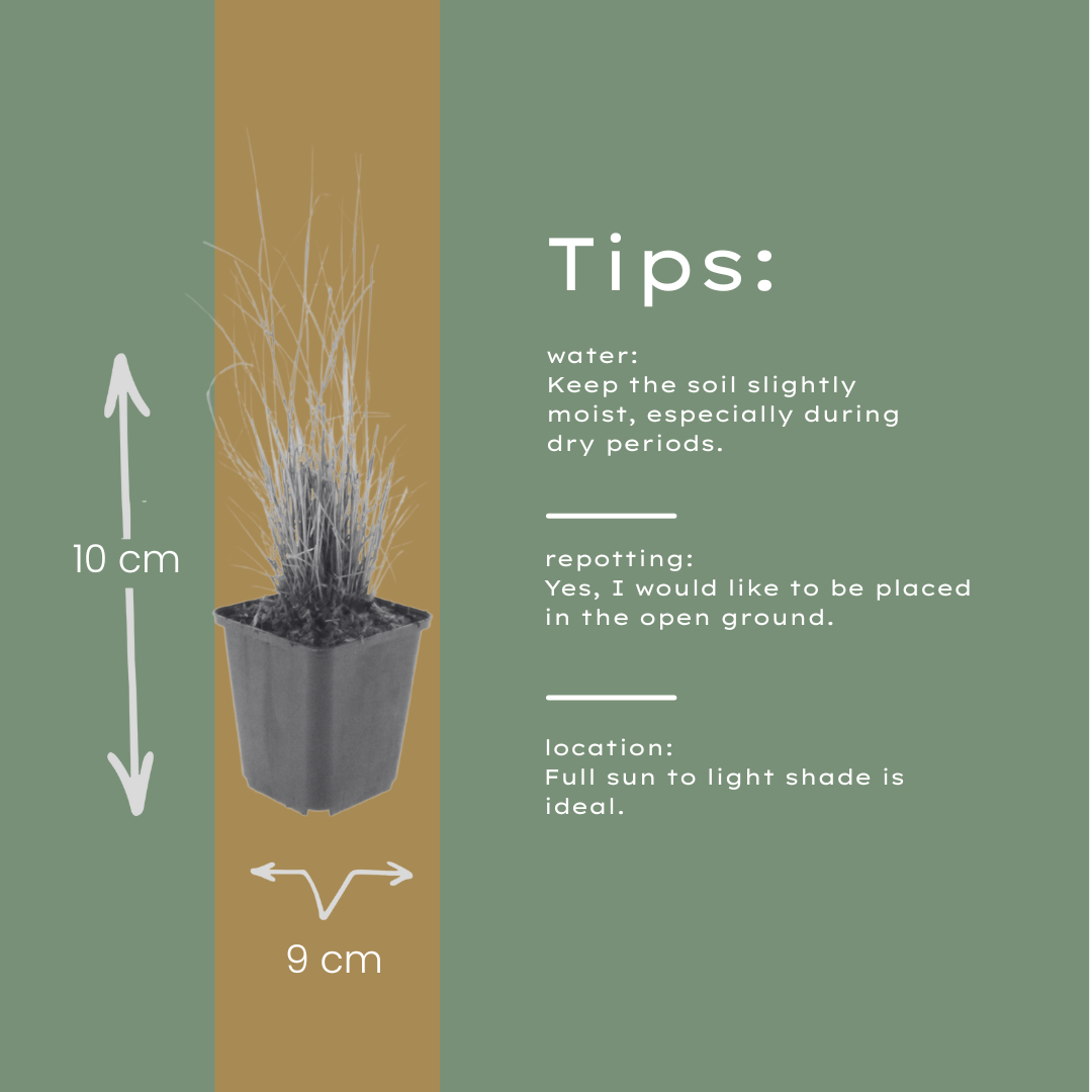 60x Calamagrostis brachytricha - ↕10-25cm - Ø9cm