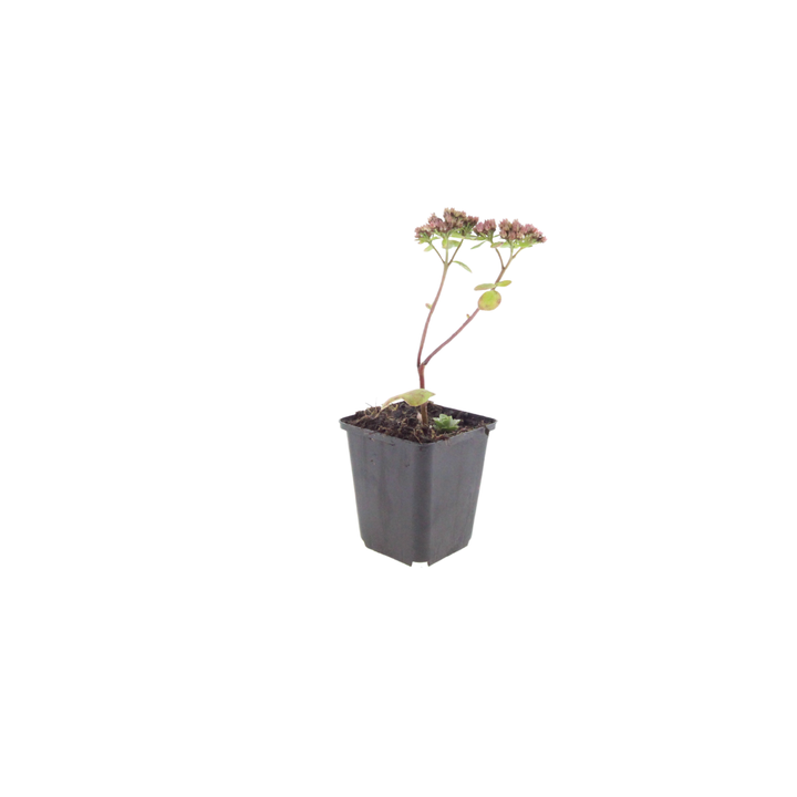 48x Sedum 'Matrona' - ↕10-25cm - Ø9cm alternative angle showing habit and leaf structure