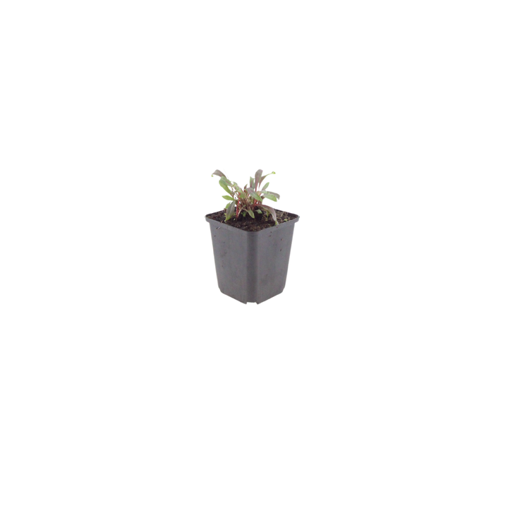 6x Gaura l. 'Siskiyou Pink' - ↕10-25cm - Ø9cm packed for EU plant delivery from PlantGift.ie