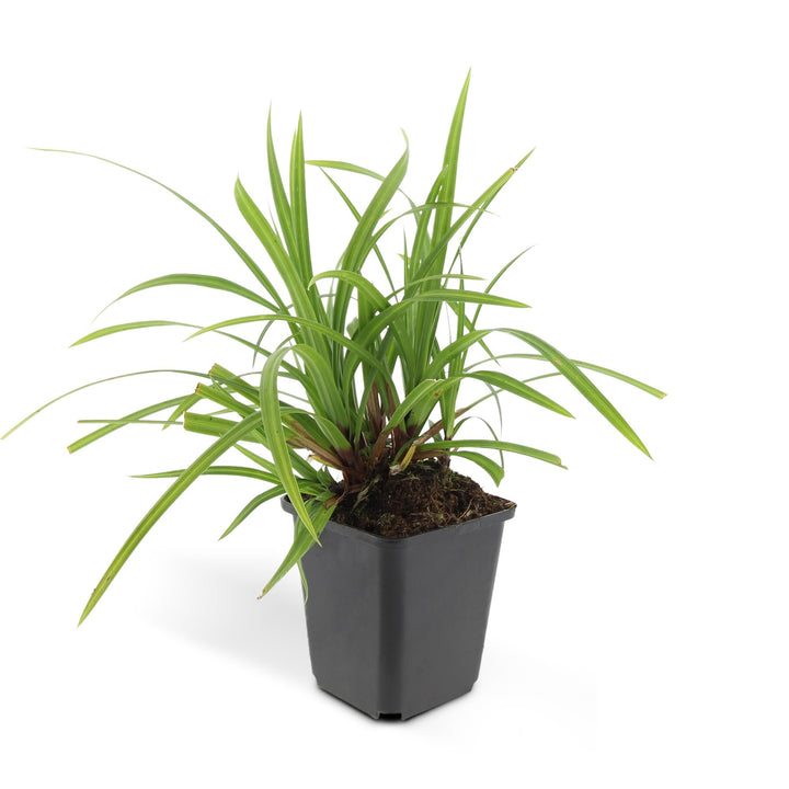Carex morrowii 'Irish Green' with arching green and burgundy-tinged linear leaves in grey square pot with soil visible