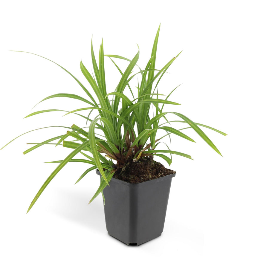 Carex morrowii 'Irish Green' with arching green and burgundy-tinged linear leaves in grey square pot with soil visible