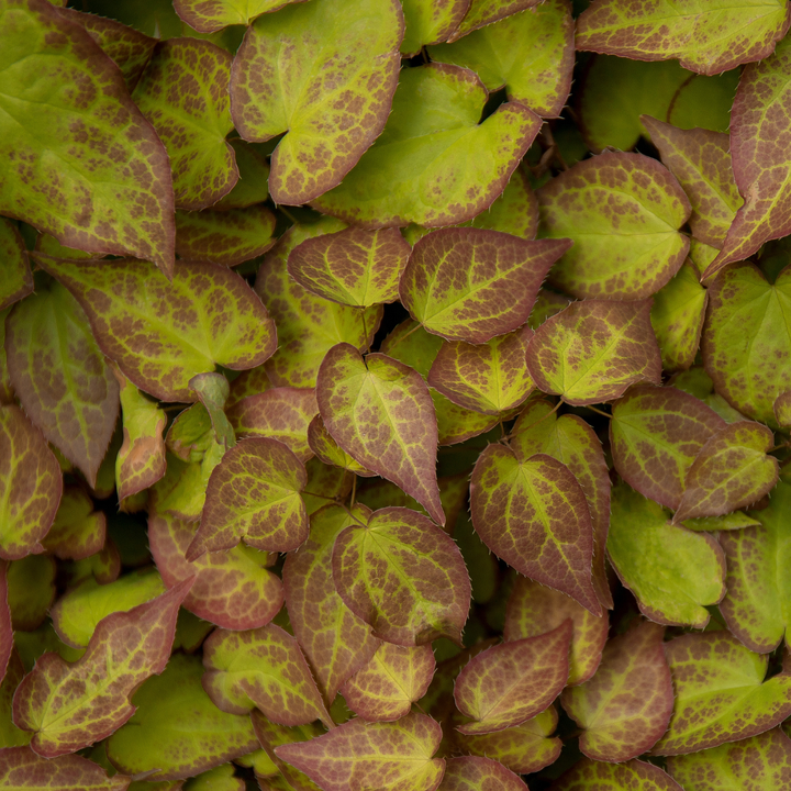 6x Epimedium perralc. 'Frohnleiten' - ↕10-25cm - Ø9cm — healthy root ball and nursery pot ready to ship from Ireland