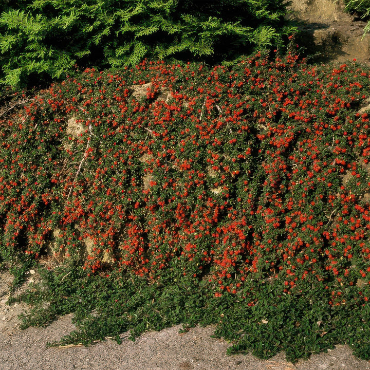 6x Cotoneaster pr. 'Streib's Findling' - ↕10-25cm - Ø9cm alternative angle showing habit and leaf structure
