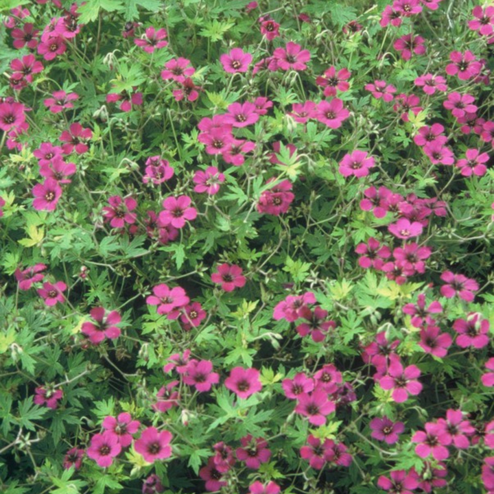 24x Geranium macr. 'Bevan's Variety' - ↕10-25cm - Ø9cm — healthy root ball and nursery pot ready to ship from Ireland