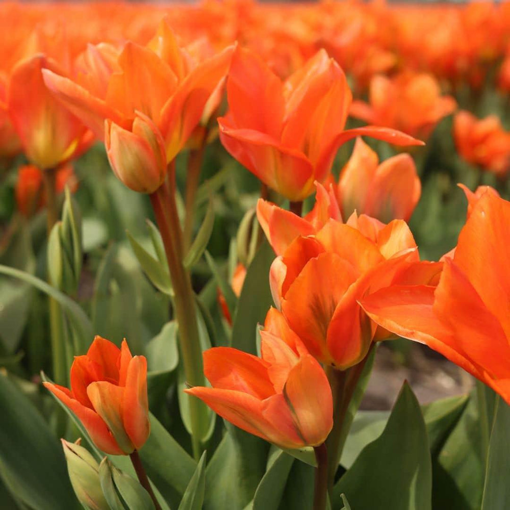 Colorful Dutch tulip bulbs in a mix of shades for planting, by Everspring