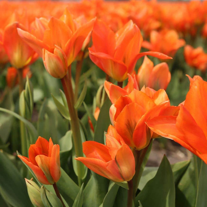 Colorful Dutch tulip bulbs in a mix of shades for planting, by Everspring