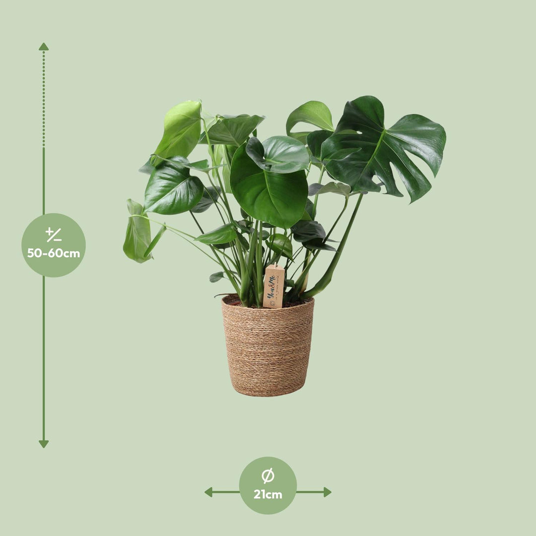 Monstera In Natural Basket - Ø21cm - ↕60cm — healthy root ball and nursery pot ready to ship from Ireland