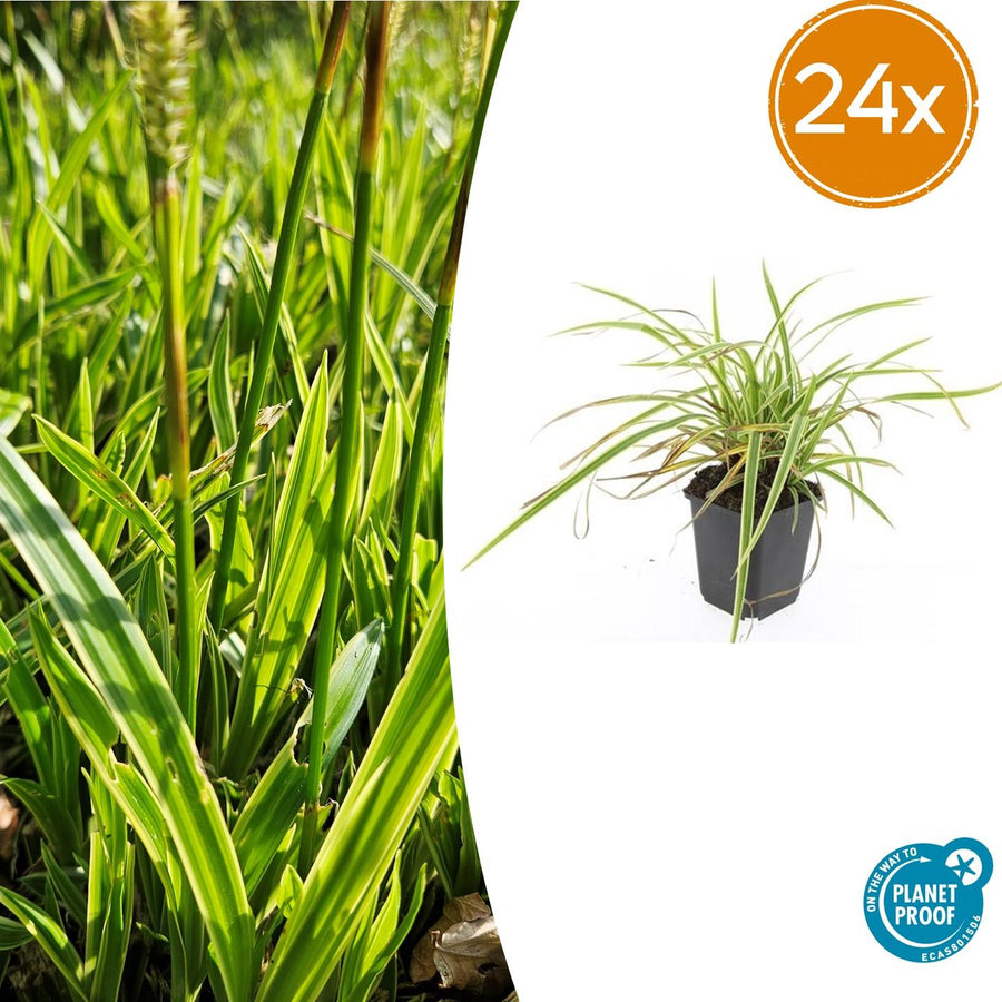 24 Carex morrowii 'Aureovariegata' plants in 9cm pots, featuring green and yellow variegated foliage, by Everspring