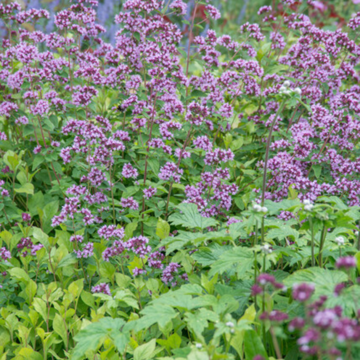 Oregano 'Herrenhausen' plants with purple-pink flower clusters on green foliage, 10-25cm tall in 9cm pots