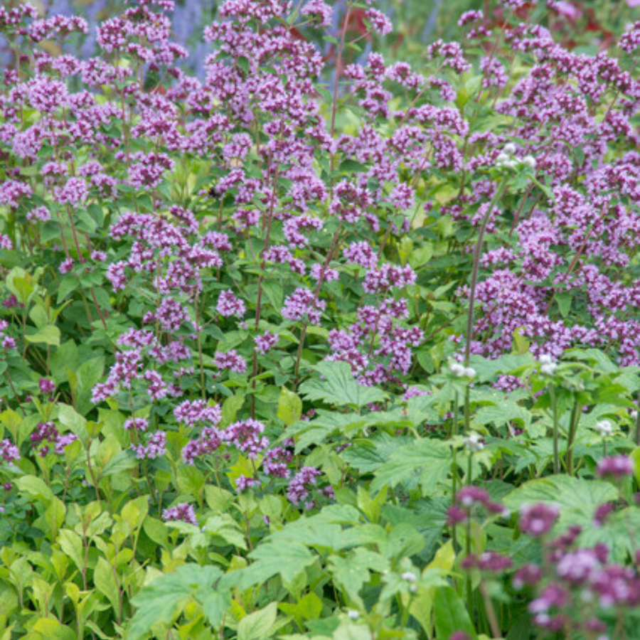 Oregano 'Herrenhausen' plants with purple-pink flower clusters on green foliage, 10-25cm tall in 9cm pots
