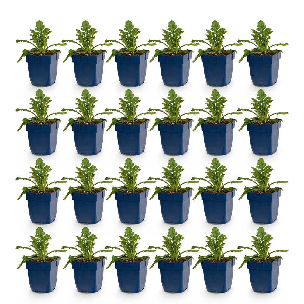24 Scabiosa columbaria 'Butterfly Blue' pincushion flower plants, 15-25cm - view 2