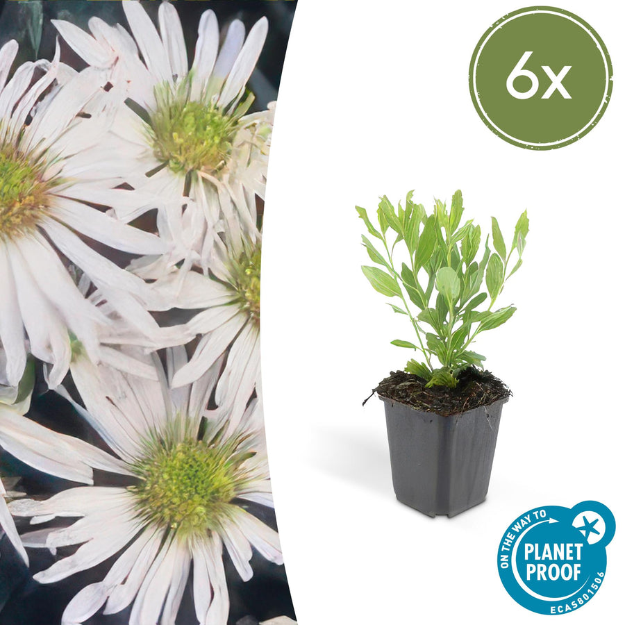 6x young Aster ageratoides 'Ashvi' plants with bright green oval leaves in grey nursery pots, shown at 10-25cm height