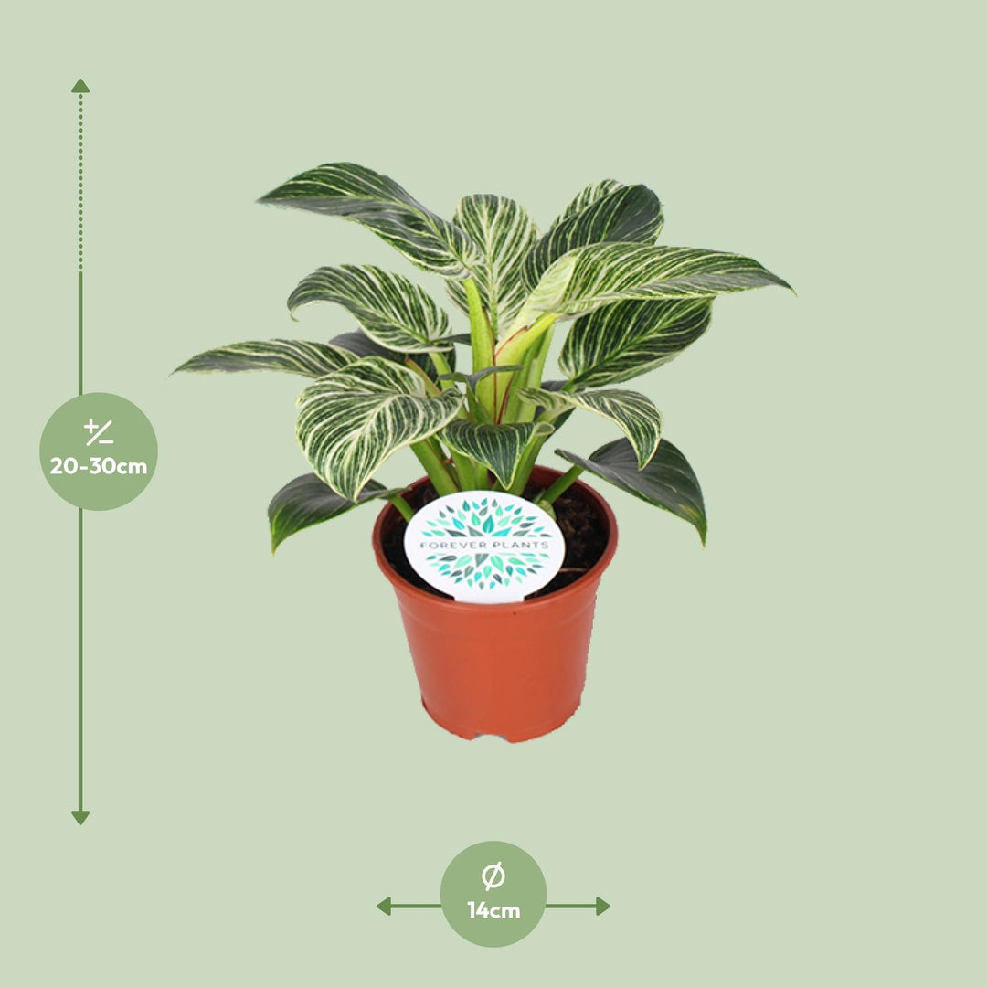 Variegated Philodendron Birkin houseplant in a 14cm pot, featuring lush green and white foliage, by Everspring.