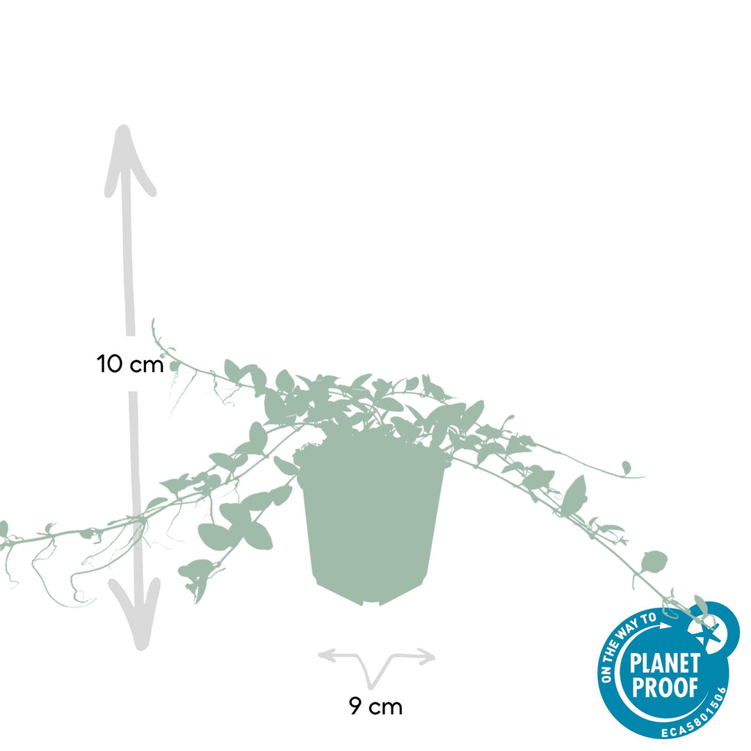 40x Vinca minor 'Alba' White Periwinkle - Evergreen Ground Cover