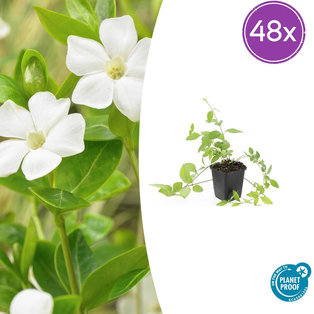 48x Vinca major 'Alba' White Periwinkle - Evergreen Ground Cover