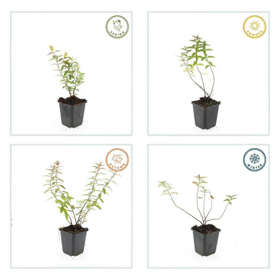 24x Hypericum 'Hidcote' - ↕10-25cm - Ø9cm