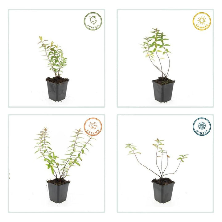 24x Hypericum 'Hidcote' - ↕10-25cm - Ø9cm