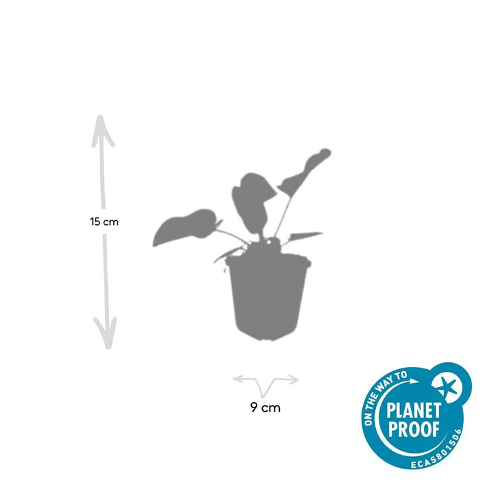 24x Phlomis russeliana - ↕10-25cm - Ø9cm