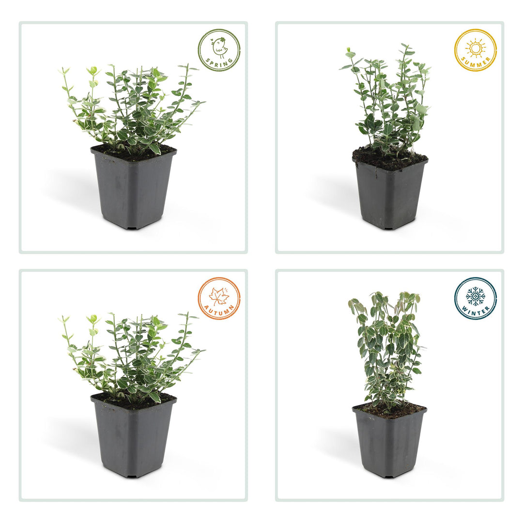 40x Euonymus Emerald Gaiety - Variegated Evergreen - 10-25cm