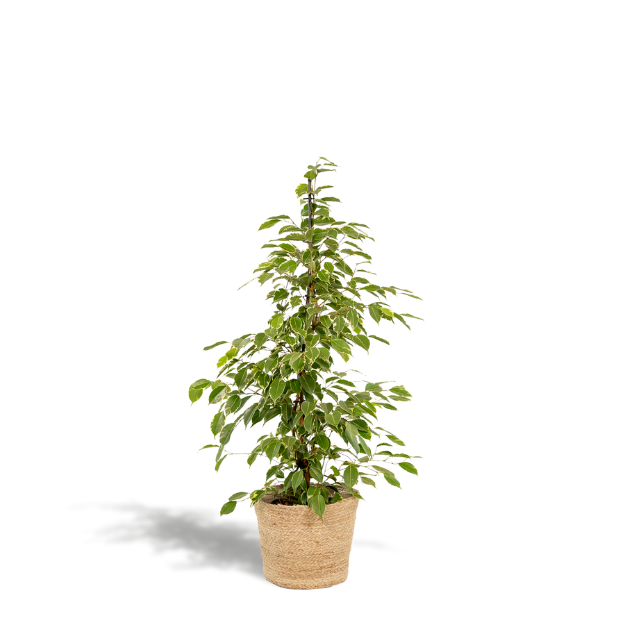 Ficus benjamina 'Golden King' weeping fig with small cream-edged variegated leaves in a woven basket, 95cm tall