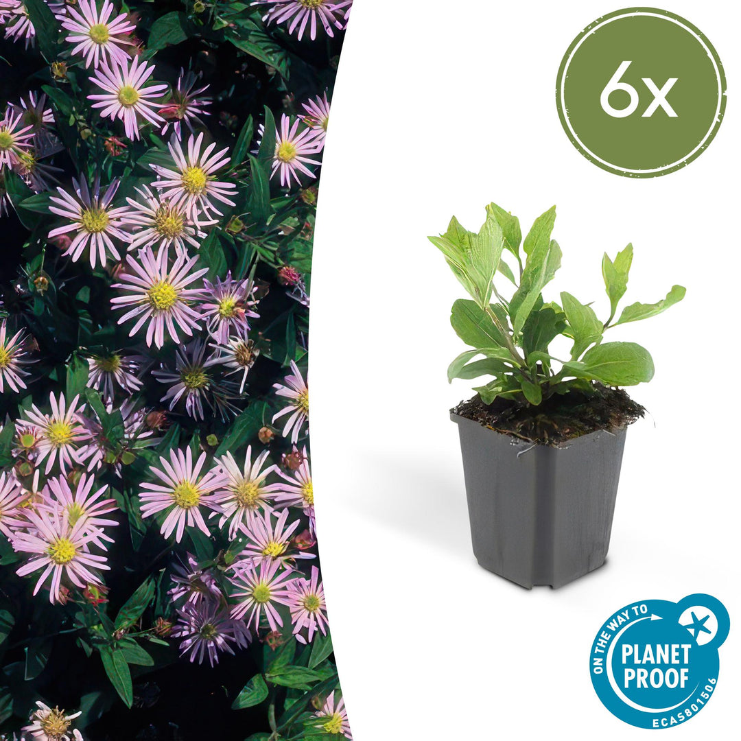 Aster ageratoides 'Asran' with lilac-pink daisy-like flowers and yellow centres, dark green foliage, in grey plastic pot