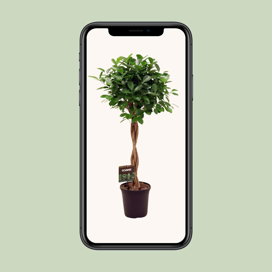 Ficus Micr. Moclame - Ø23cm - ↕110cm — healthy root ball and nursery pot ready to ship from Ireland