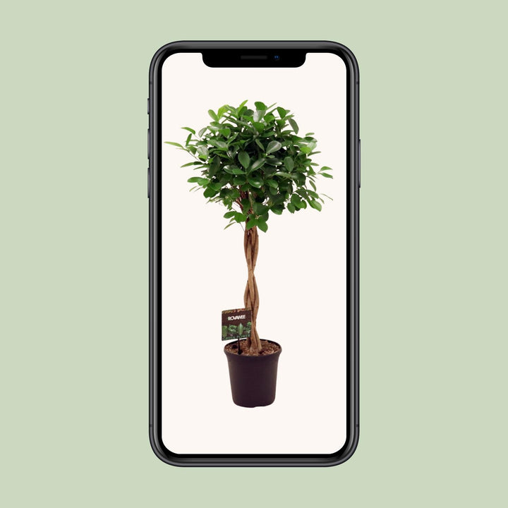 Ficus Micr. Moclame - Ø23cm - ↕110cm — healthy root ball and nursery pot ready to ship from Ireland