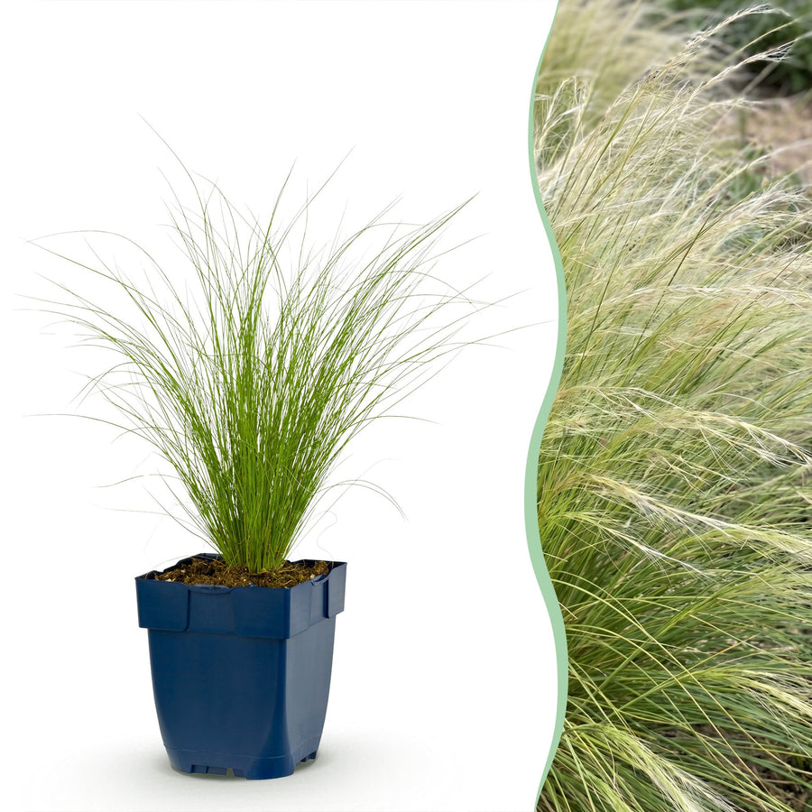 Pack of 24 Stipa tenuissima 'Ponytails' Mexican feather grass plants in 11cm pots