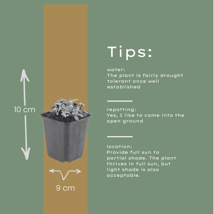 60x Anaphalis triplinervis - ↕10-25cm - Ø9cm