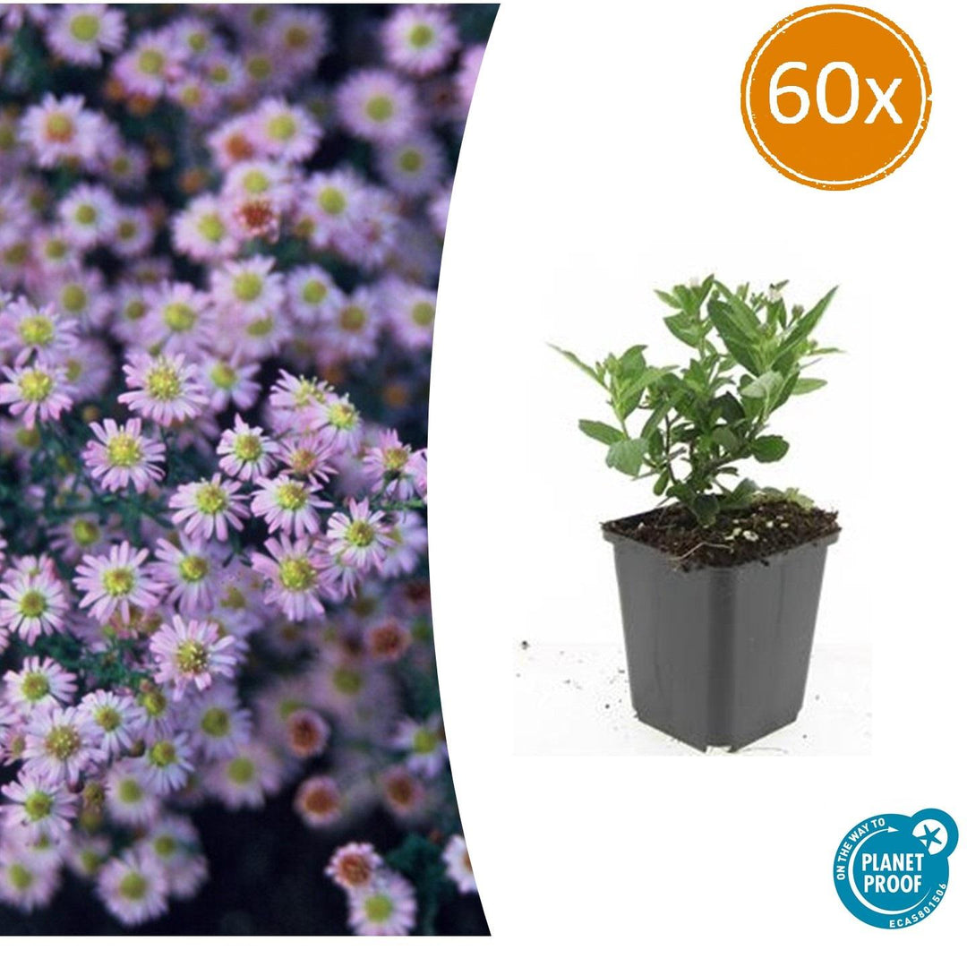 60x Aster ageratoides 'Stardust' White Star-Shaped 10-25cm Ø9cm